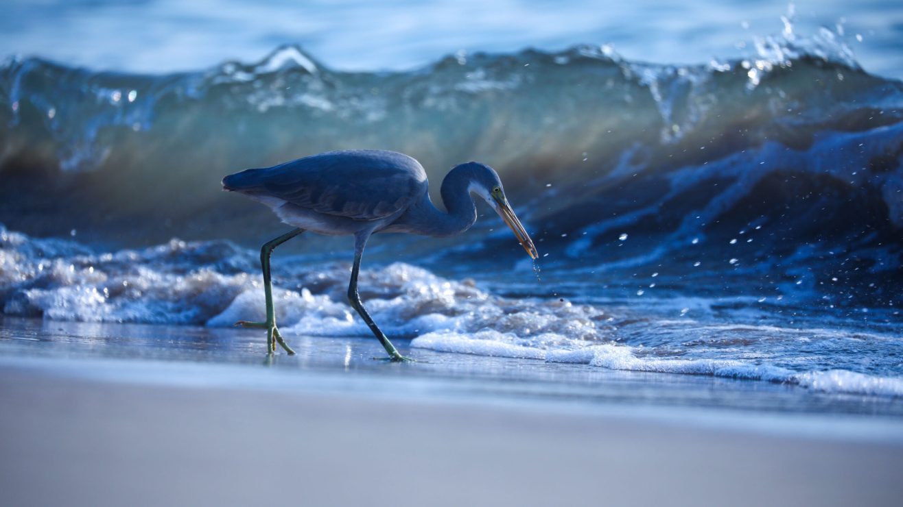 A,Grey,Heron,Walking,On,The,Sandy,Beach,With,Foamy