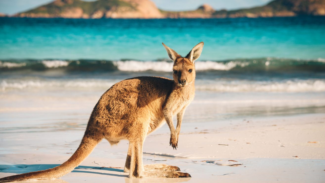 Kangaroo,At,Lucky,Bay,In,The,Cape,Le,Grand,National